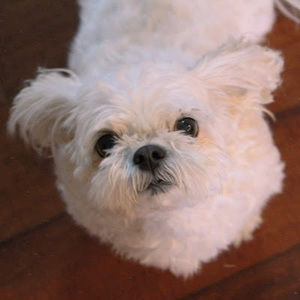 Meet your Posher, Margaret